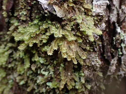 Caurinus dectes