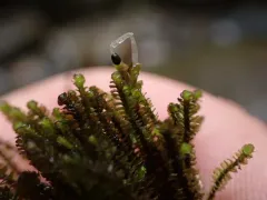 Marsupella aquatica thumbnail 1