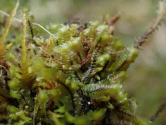 Macrodiplophyllum plicatum thumbnail 1