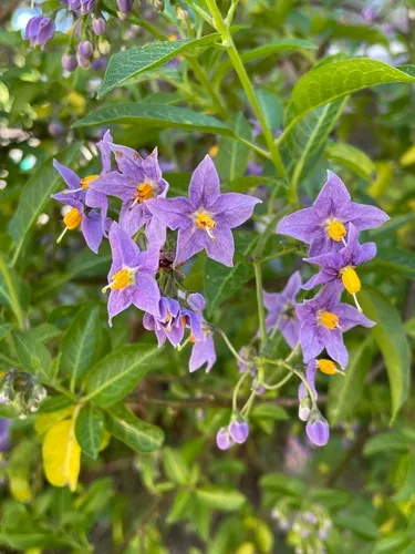 Chilean potato vine