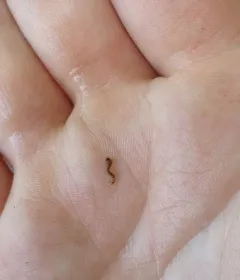 Common house mosquito thumbnail 4