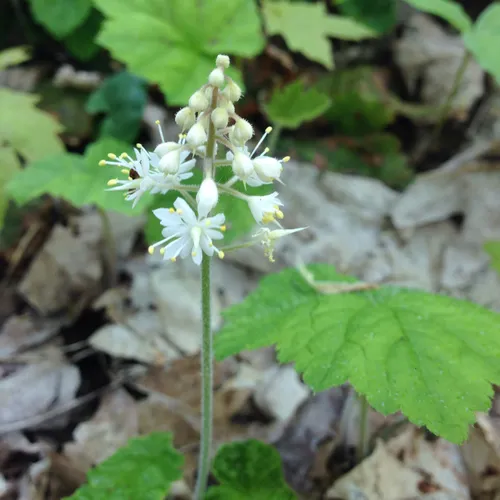 Creeping Foamflower