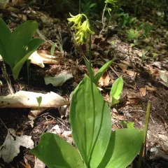 bluebead lily thumbnail 3