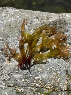 Devaleraea mollis thumbnail 1