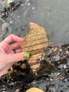 Lyre Whelk thumbnail 4