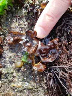Mazzaella oregona thumbnail 4