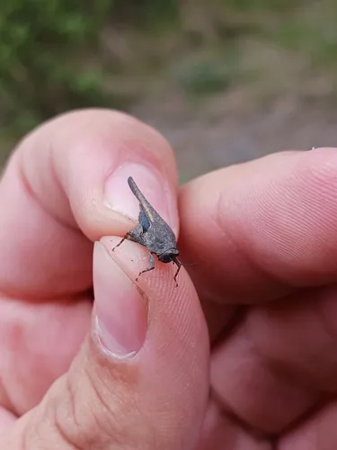 Aztec Pygmy Grasshopper