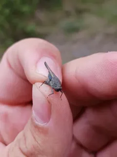 Aztec Pygmy Grasshopper thumbnail 1