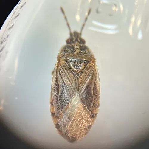 Bulrush Bug