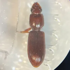 Digger Slope-rumped Beetle thumbnail 1