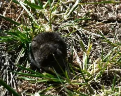 Montane Vole thumbnail 3