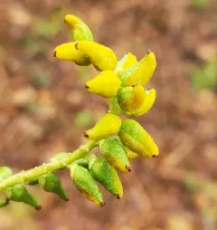 Taphrina johansonii thumbnail 4