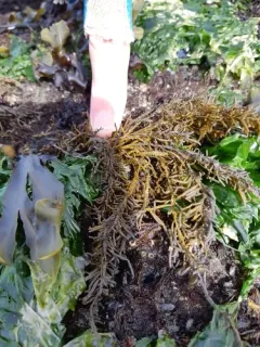Bottlebrush seaweed thumbnail 3