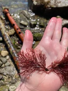 Gelidium coulteri thumbnail 2