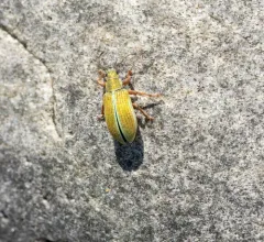 Pachyrhinus elegans thumbnail 3