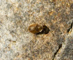 Cassida flaveola thumbnail 3