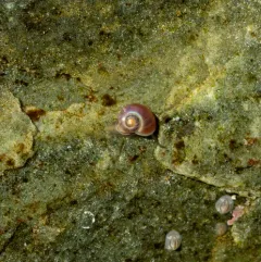 Pearly Topshell thumbnail 3