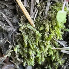 Glasswort Feather-moss thumbnail 4