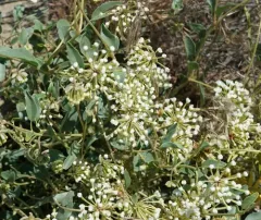 White Sand Verbena thumbnail 4