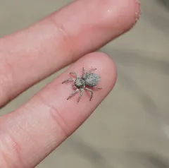 Habronattus amicus thumbnail 4