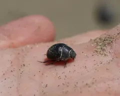 Eusattus muricatus thumbnail 4