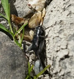 Western Rock-loving Field Cricket thumbnail 4