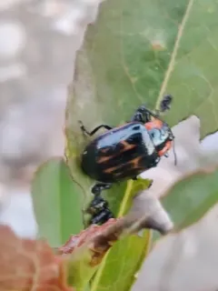 Chrysomela confluens thumbnail 3