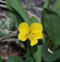 Valley Violet thumbnail 2