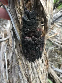 Phellinus artemisiae thumbnail 2