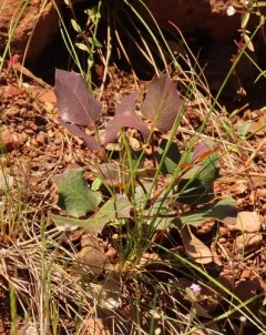 Pygmy Oregon Grape thumbnail 2