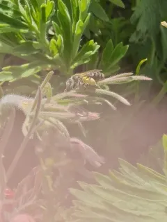 Narrow-legged Miner Bee thumbnail 1
