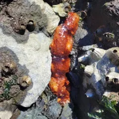 giant California sea cucumber thumbnail 2