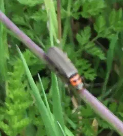 Cyrtomoptera divisa thumbnail 4