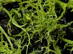 Phacopsis vulpina thumbnail 2