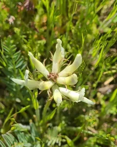 Hood River Milkvetch thumbnail 3