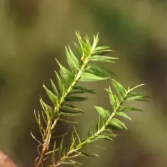 Bartramiopsis lescurii thumbnail 4