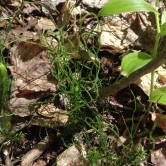 dwarf horsetail thumbnail 1