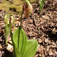 pink lady's slipper thumbnail 2