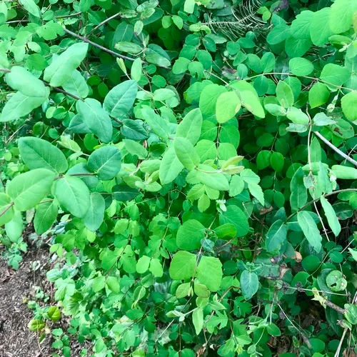 Pink Honeysuckle