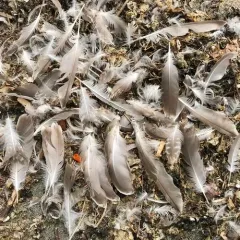 Glaucous-winged Gull thumbnail 2