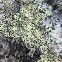 Concentric Ring Lichen thumbnail 2