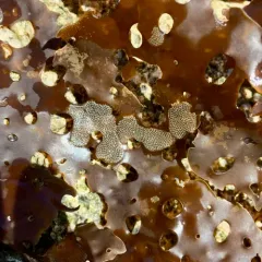 kelp lace bryozoan thumbnail 1
