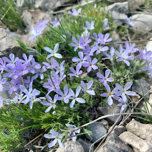 spiny phlox