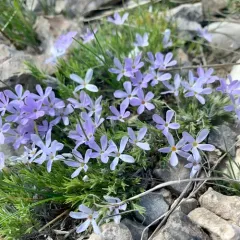 spiny phlox thumbnail 1