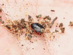 Microporus nigrita thumbnail 2