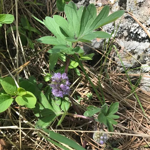 ballhead waterleaf