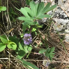 ballhead waterleaf thumbnail 1