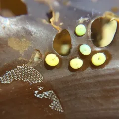 Northern Lacuna thumbnail 3