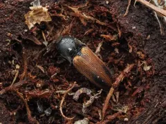 Evan's Click Beetle thumbnail 3