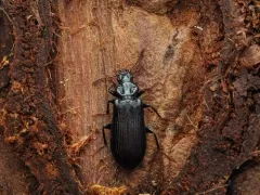 Black Pythid Beetle thumbnail 2